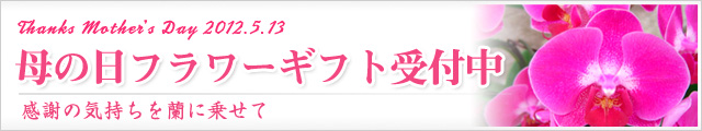 母の日フラワーギフト受付中
