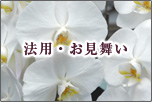 法用・お見舞いに当店の胡蝶蘭(洋蘭)を