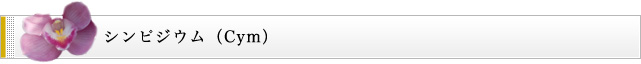シンピジウム（Ｃｙｍ）