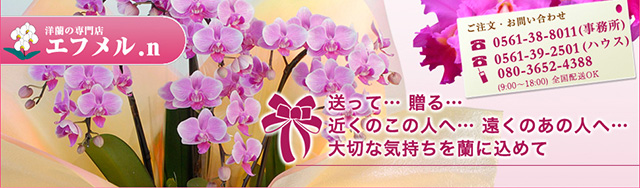 エフメル.n » 現品:Cym.ピンクペルペチュエル（7F:プレミアム