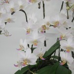 Ｐｈａｌ．”ナゴリユキ”