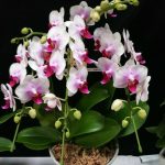 Phal ゛ウルミ゛