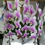 Phal ミディー セミアルバ