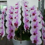 Phal゛サクラヒメ゛