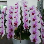 Phal゛サクラヒメ゛