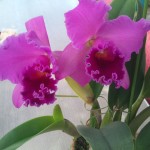 Blc.マリリー マリソン゛パルファム″